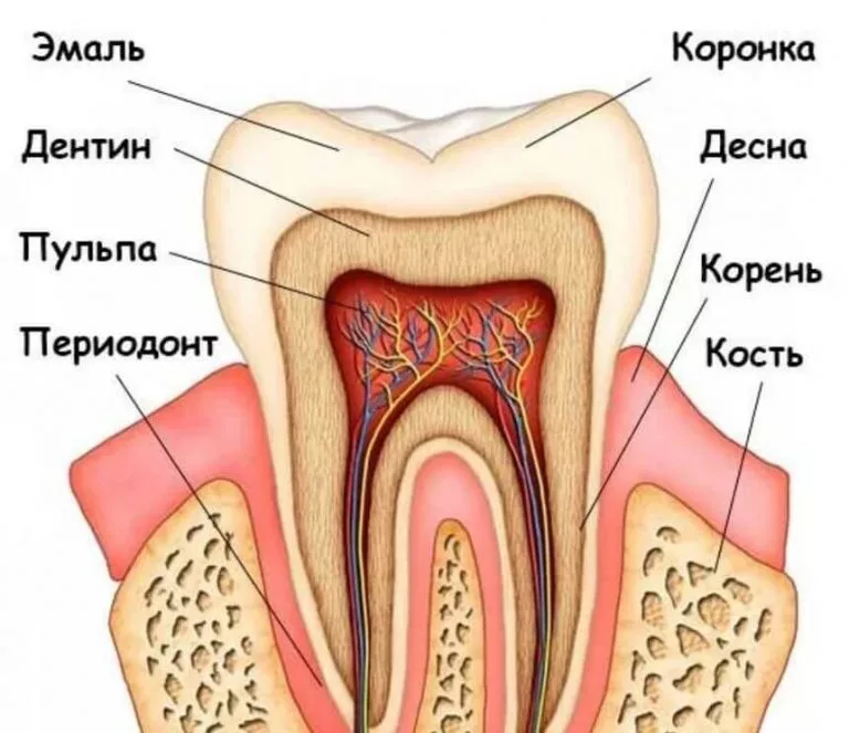 Строение зуба